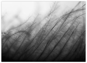 Sklenený obraz - Tráva vo vetre (70x50 cm)
