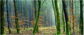 Obraz lesa (120x50 cm)