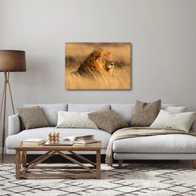Obraz - Národný park Etosha (70x50 cm)