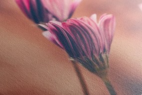 Obraz jemné ružové margarétky - 120x80