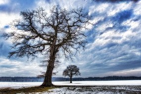 Samolepiaca fototapeta strom so snehovým popraškom