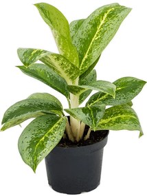 Aglaonema Lemon mint 12x30 cm