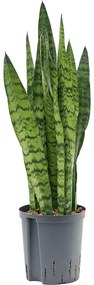 Sansevieria zeylanica Tuft 18/19 v65