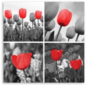 Obraz na plátně Sada červených tulipánů - 40x40 cm