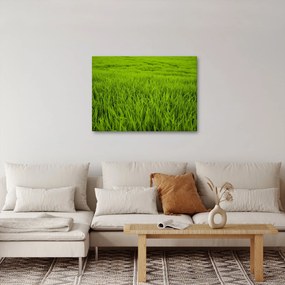 Obraz trávy (70x50 cm)