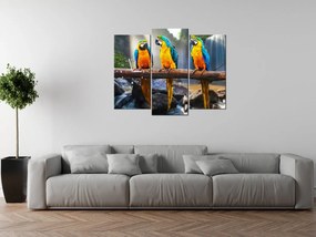 Gario Obraz s hodinami Farebné papagáje - 3 dielny Rozmery: 90 x 70 cm