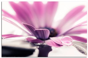 Obraz na plátne - Kvapka rosy na lúpeňoch kvetu 180A (100x70 cm)