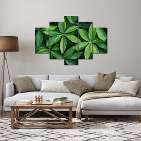 Obraz - Listy s kvapkami rosy (150x105 cm)
