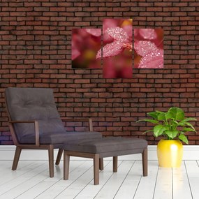 Obraz - Makro snímka lístka (90x60 cm)