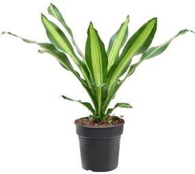Dracaena fragrans burley 21x75 cm