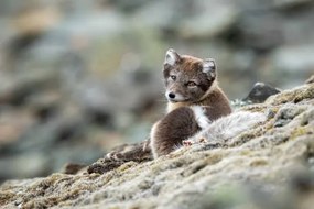 Umelecká fotografie Arctic fox in natural environment in Svalbard, Mats Brynolf, (40 x 26.7 cm)