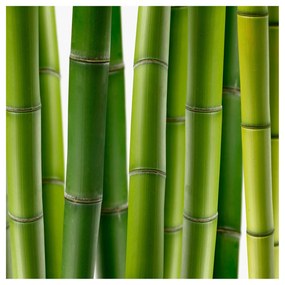 Fototapeta Bambus