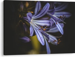 Obraz - Lila (70x50 cm)