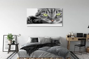 Obraz na akrylátovom skle Šedočierna mačka 140x70 cm