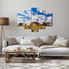 Obraz slnečnicového poľa (150x105 cm)