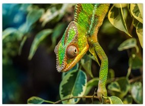 Sklenený obraz chameleóna (70x50 cm)