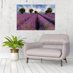 Obraz - Levanduľové pole a hory (90x60 cm)