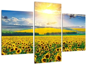 Obraz - Pole slnečníc (90x60 cm)