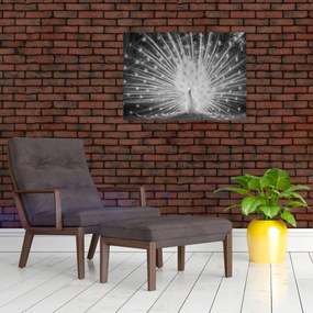 Sklenený obraz - Biely páv (70x50 cm)