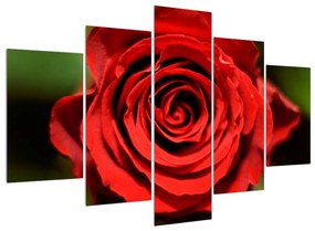 Detailný obraz kvetu ruže (150x105 cm)