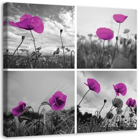 Obraz na plátně Sada fialových polních máků - 60x60 cm