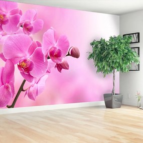 Fototapeta Vliesová Ružová orchidea 104x70 cm