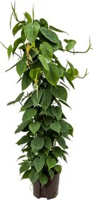 Philodendron scandens Column 80 18/19 v80 cm