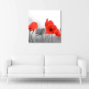 Obraz na plátně Červené letní vlčí máky Příroda Šedá - 60x60 cm