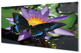Obraz na akrylátovom skle Motýľ kvetina 125x50 cm
