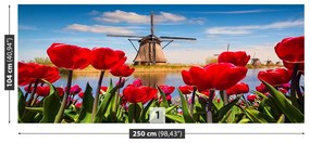 Fototapeta Vliesová Veterné mlyny v holandsku 152x104 cm