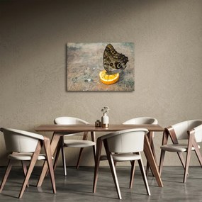 Obraz motýľa (70x50 cm)