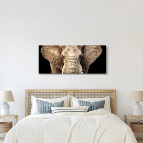 Obraz - Slon africký (120x50 cm)
