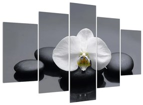 Obraz orchidee (150x105 cm)