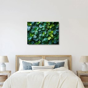 Sklenený obraz - Zelené rastliny (70x50 cm)