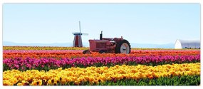Obraz tulipánové farmy (120x50 cm)