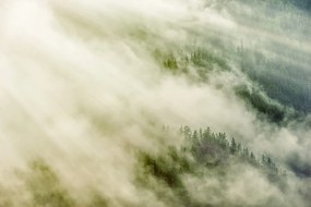 Fototapeta les zahalený do hmly