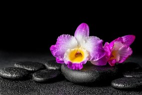 Fototapeta orchidea na Zen kameňoch - 450x300