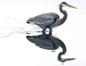 Umelecká fotografie Mirror reflection in the pond, Jeff R Clow, (40 x 30 cm)