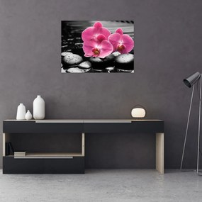 Sklenený obraz - Ružové orchidey (70x50 cm)