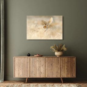 Obraz - Sova (90x60 cm)