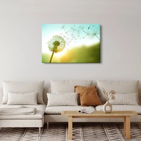 Obraz - Púpava vo vetre (90x60 cm)
