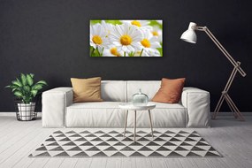 Obraz Canvas Sedmokrásky rastlina príroda 125x50 cm