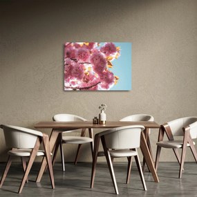 Sklenený obraz - Čerešňový kvet (70x50 cm)