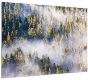Obraz stromov v hmle (70x50 cm)