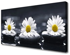 Obraz na plátne Sedmokráska kamene rastlina 120x60 cm