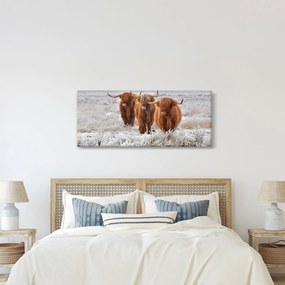 Obraz - Škótske kravy (120x50 cm)