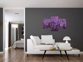 Obraz - Levanduľa (90x60 cm)