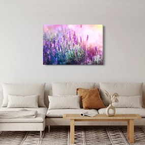 Obraz - Levanduľa vo trblietania slnka (90x60 cm)