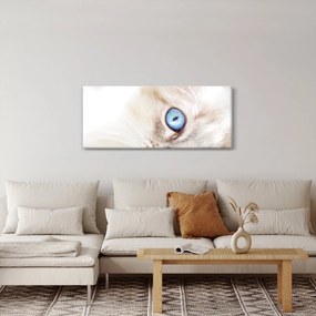 Obraz - Mačiatko (120x50 cm)
