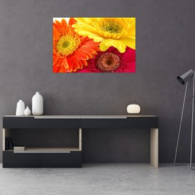 Obraz - Kvety Gerbery (90x60 cm)